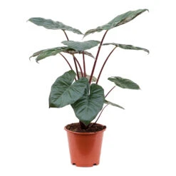 Alocasia Yucatan Princess - Elephant Ear 22 Alocasia Yucatan Princess - Elephant Ear -Plant Promotion Store Alocasia Yucatan Princess Elephant Ear