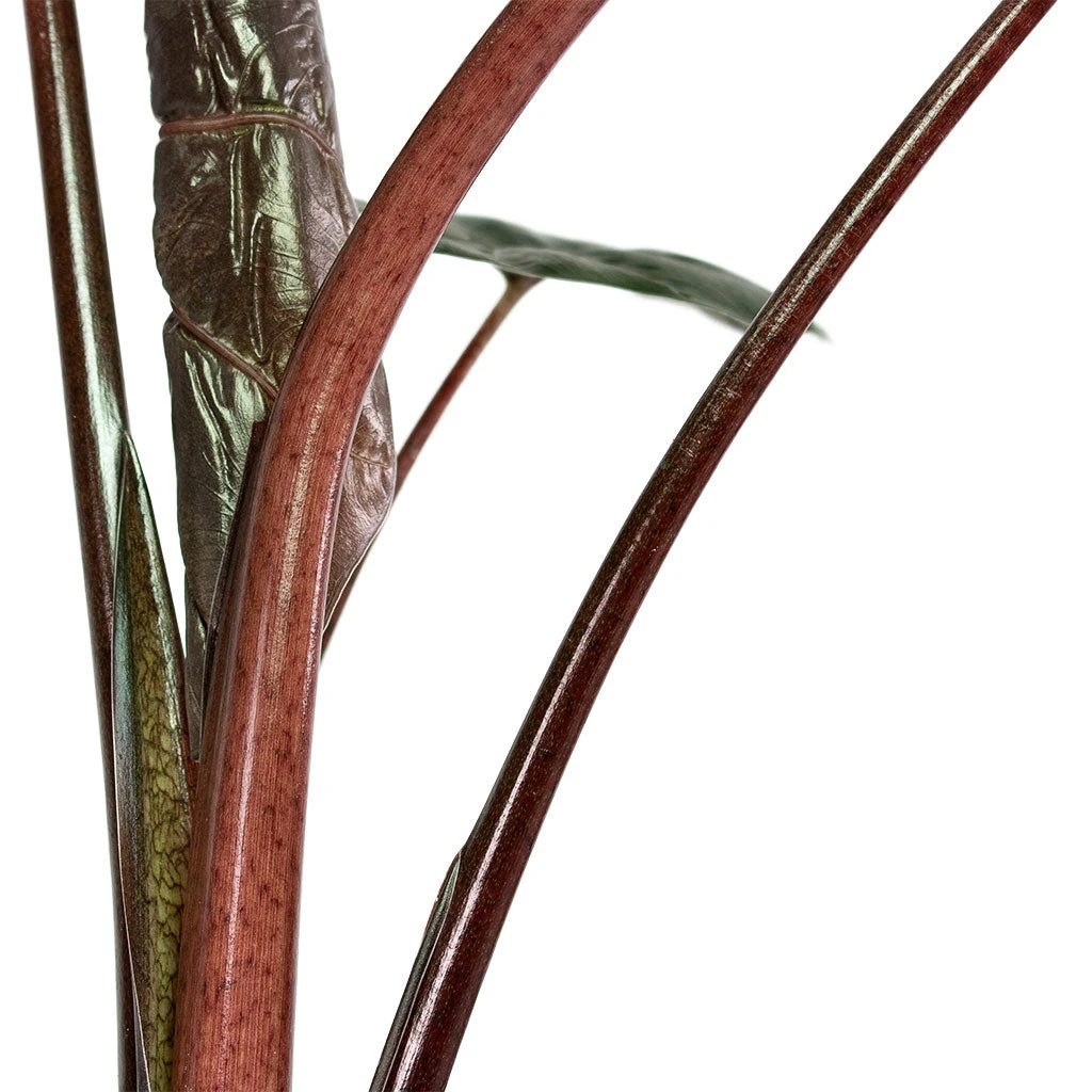 Alocasia Yucatan Princess - Elephant Ear 5 Alocasia Yucatan Princess - Elephant Ear - Image 3