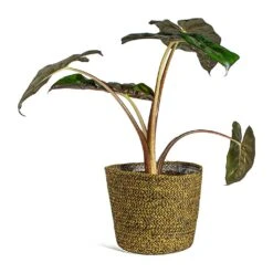 Alocasia Yucatan Princess - Elephant Ear 20 Alocasia Yucatan Princess - Elephant Ear -Plant Promotion Store Alocasia Yucatan Princess Elephant Ear selin Plant Basket Camel plant pot