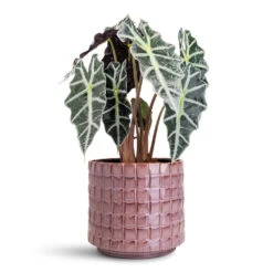 Stian Plant Pot - Lavender Candy 31 Stian Plant Pot - Lavender Candy -Plant Promotion Store Alocasia amazonica Polly 17x50cm Stian Pot Lavender Candy 25x22cm 1