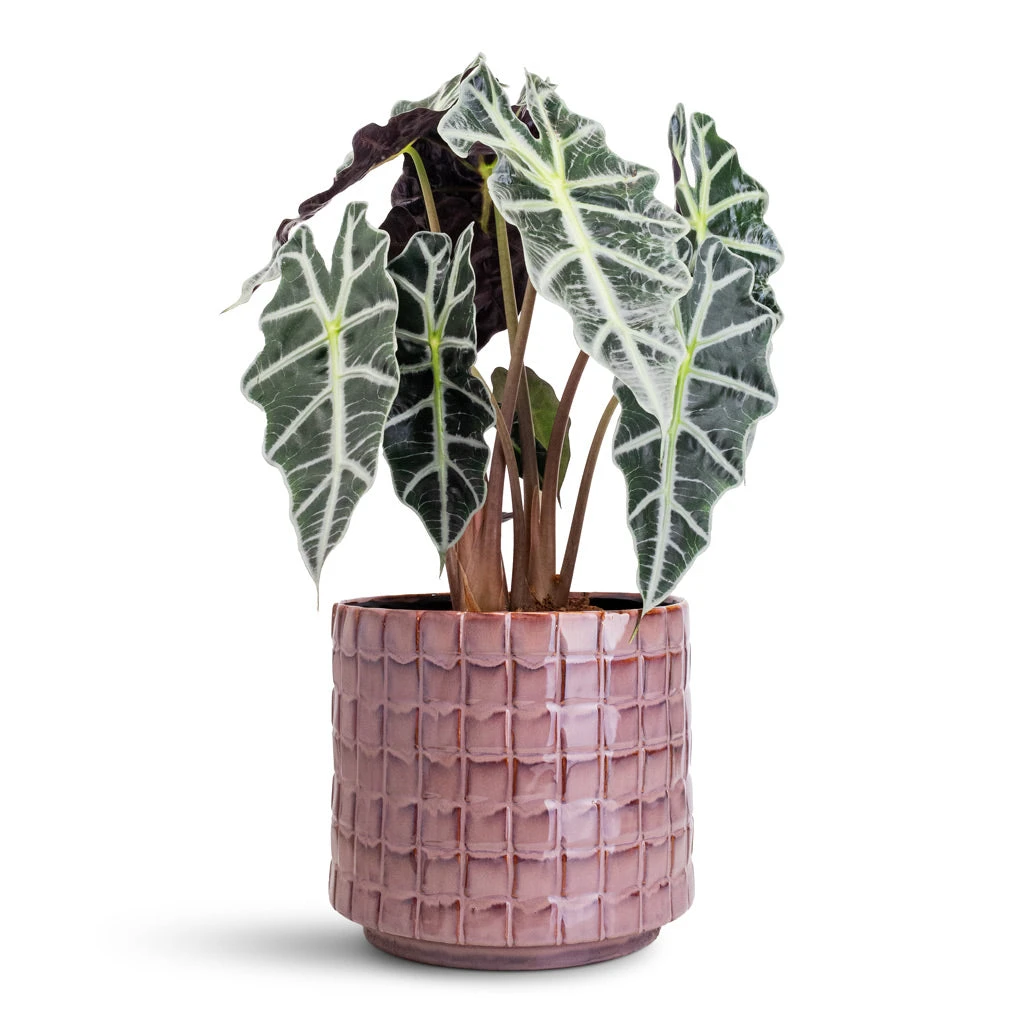 Stian Plant Pot - Lavender Candy 17 Stian Plant Pot - Lavender Candy - Image 15
