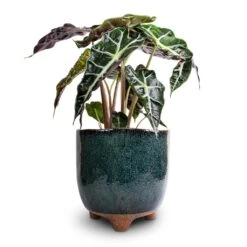 Alocasia Amazonica Polly - Elephant Ear -Plant Promotion Store Alocasia amazonica Polly Elephant Ear 17x50cm Kaat Plant Pot Petrol 20x20cm