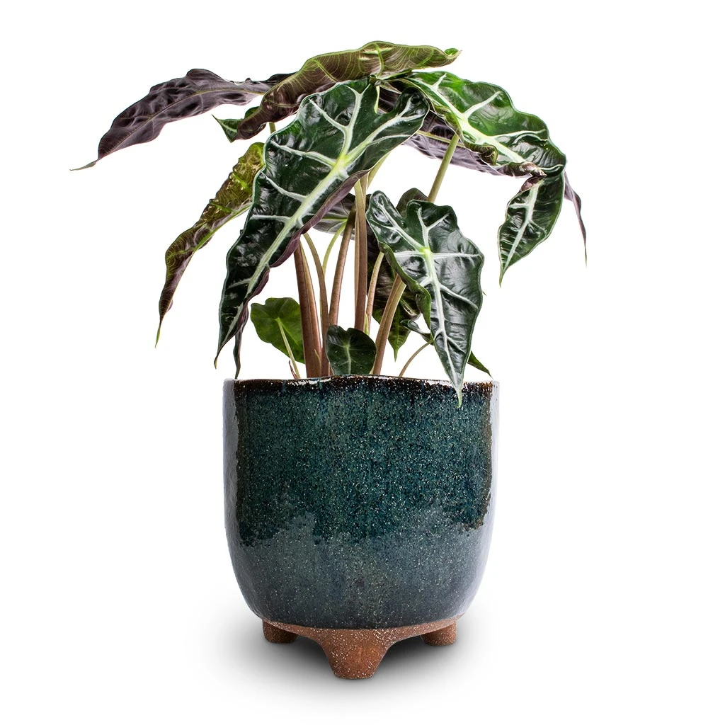 Kaat Plant Pot - Petrol 3 Kaat Plant Pot - Petrol - Image 2