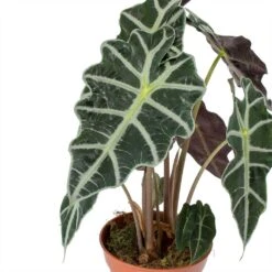 Alocasia Amazonica Polly - Elephant Ear -Plant Promotion Store Alocasia amazonica Polly Elephant Ear Leaves