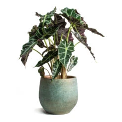 Alocasia Amazonica Polly - Elephant Ear -Plant Promotion Store Alocasia amazonica Polly Elephant Ear Ryan Plant Pot Blue Gold