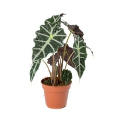 Alocasia Amazonica Polly - Elephant Ear -Plant Promotion Store Alocasia amazonica Polly Elephant Ear 941f9e9b ed40 488c b41e b561353cf4b6