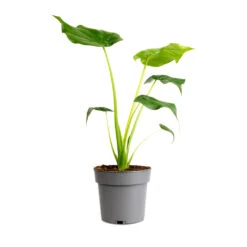 Alocasia Cucullata - Hooded Dwarf Elephant Ear -Plant Promotion Store Alocasia cucullata 14x45cm