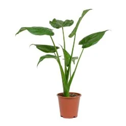 Alocasia Cucullata - Hooded Dwarf Elephant Ear -Plant Promotion Store Alocasia cucullata