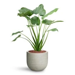 Alocasia Cucullata - Hooded Dwarf Elephant Ear - HydroCare -Plant Promotion Store Alocasia cucullata Hooded Dwarf Elephant Ear HydroCare Cody Plant Pot Ridged Cement