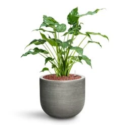 Alocasia Cucullata - Hooded Dwarf Elephant Ear - HydroCare -Plant Promotion Store Alocasia cucullata Hooded Dwarf Elephant Ear HydroCare Cody Plant Pot Ridged Dark Grey