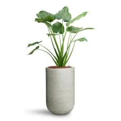 Cody Ridged Tall Planter - Cement 21 Cody Ridged Tall Planter - Cement -Plant Promotion Store Alocasia cucullata Hooded Dwarf Elephant Ear HydroCare Cody Plant Vase Ridged Cement 53311a7c c5fe 4cb5 81ec 0b5e78a179fa