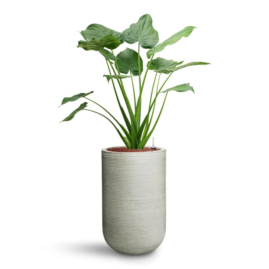 Cody Ridged Tall Planter - Cement 11 Cody Ridged Tall Planter - Cement - Image 9