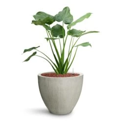 Jesslyn Ridged Plant Pot - Cement 11 Jesslyn Ridged Plant Pot - Cement -Plant Promotion Store Alocasia cucullata Hooded Dwarf Elephant Ear HydroCare Jesslyn Plant Pot Ridged Cement 6bf6c966 7de7 4b9d a2b1 1be380853a18
