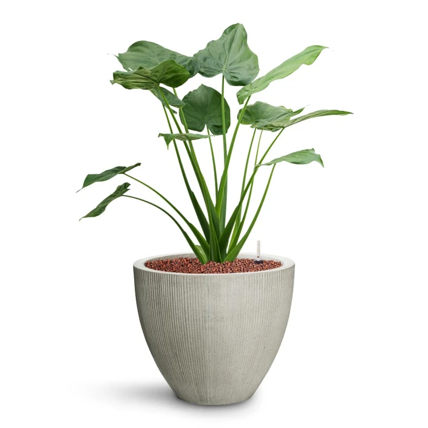 Jesslyn Ridged Plant Pot - Cement 5 Jesslyn Ridged Plant Pot - Cement - Image 3