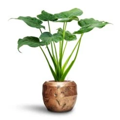Alocasia Cucullata - Hooded Dwarf Elephant Ear - HydroCare -Plant Promotion Store Alocasia cucullata Hooded Dwarf Elephant Ear HydroCare Opus Raw Couple Planter Gold