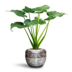 Opus Raw Couple Planter - Silver 18 Opus Raw Couple Planter - Silver -Plant Promotion Store Alocasia cucullata Hooded Dwarf Elephant Ear HydroCare Opus Raw Couple Planter Silver a34892d9 95ff 4845 abe9 8885537631dc