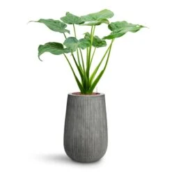 Alocasia Cucullata - Hooded Dwarf Elephant Ear - HydroCare -Plant Promotion Store Alocasia cucullata Hooded Dwarf Elephant Ear HydroCare Patt High Plant Vase Ridged Dark Grey