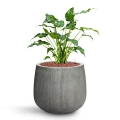 Pax Ridged Planter - Dark Grey -Plant Promotion Store Alocasia cucullata Hooded Dwarf Elephant Ear HydroCare Pax Planter Ridged Dark Grey fe81520c e4aa 49b1 bedf 663e77ee0bb1