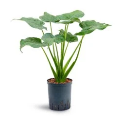 Alocasia Cucullata - Hooded Dwarf Elephant Ear - HydroCare -Plant Promotion Store Alocasia cucullata Hooded Dwarf Elephant Ear Hydroculture 18 19x70cm
