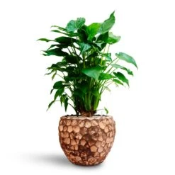 Alocasia Cucullata - Hooded Dwarf Elephant Ear - HydroCare -Plant Promotion Store Alocasia cucullata Hooded Dwarf Elephant Ear HydrocultureFacets Couple Planter Into Coco