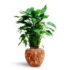 Alocasia Cucullata - Hooded Dwarf Elephant Ear - HydroCare -Plant Promotion Store Alocasia cucullata Hooded Dwarf Elephant Ear HydrocultureFacets Couple Planter Jenga