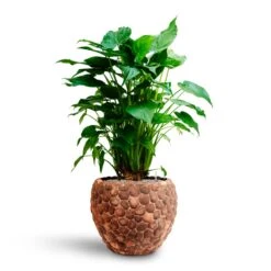 Alocasia Cucullata - Hooded Dwarf Elephant Ear - HydroCare -Plant Promotion Store Alocasia cucullata Hooded Dwarf Elephant Ear HydrocultureFacets Couple Planter Out Of Coco