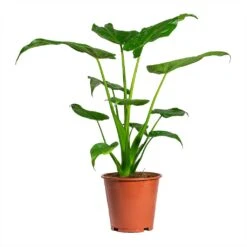 Alocasia Cucullata - Hooded Dwarf Elephant Ear -Plant Promotion Store Alocasia cucullata Hooded Dwarf ElephantEar 19x75cm