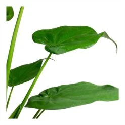 Alocasia Cucullata - Hooded Dwarf Elephant Ear -Plant Promotion Store Alocasia cucullata Hooded Dwarf ElephantEar 19x75cm Leaves