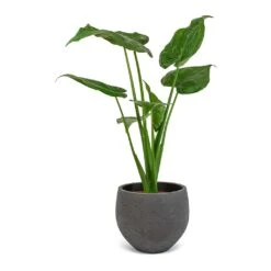Mini Orb Kevan Plant Pot - Black Washed -Plant Promotion Store Alocasia cucullata Mini Orb Kevan Plant Pot Black Washed 02bf3936 cc56 4d97 bb0a 8fed8a435123