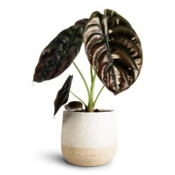 Celeste Plant Pot - Cream -Plant Promotion Store Alocasia cuprea Red Secret 12x25cm Celeste Pot Cream 15x14cm 1