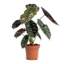 Alocasia Cuprea Red Secret - Elephant Ear 17 Alocasia Cuprea Red Secret - Elephant Ear -Plant Promotion Store Alocasia cuprea Red Secret Elephant Ear 12cm