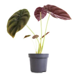 Alocasia Cuprea Red Secret - Elephant Ear 15 Alocasia Cuprea Red Secret - Elephant Ear -Plant Promotion Store Alocasia cuprea Red Secret Elephant Ear 12x25cm 1