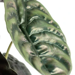 Alocasia Cuprea Red Secret - Elephant Ear 16 Alocasia Cuprea Red Secret - Elephant Ear -Plant Promotion Store Alocasia cuprea Red Secret Elephant Ear Close Up