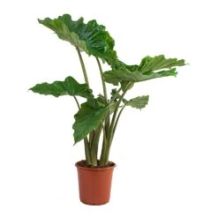 Alocasia Portodora - Upright Elephant Ear 21 Alocasia Portodora - Upright Elephant Ear -Plant Promotion Store Alocasia portodora