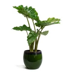 Alocasia Portodora - Upright Elephant Ear 20 Alocasia Portodora - Upright Elephant Ear -Plant Promotion Store Alocasia portodora Charlotte Plant Pot Green