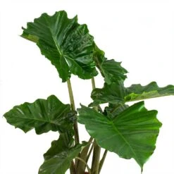 Alocasia Portodora - Upright Elephant Ear 22 Alocasia Portodora - Upright Elephant Ear -Plant Promotion Store Alocasia portodora Leaves