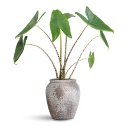 Honeypot Planter - Rustic Grey 13 Honeypot Planter - Rustic Grey -Plant Promotion Store Alocasia zebrina Tiger 13x45cm Honeypot Planter Rustic Grey 19x21cm 1