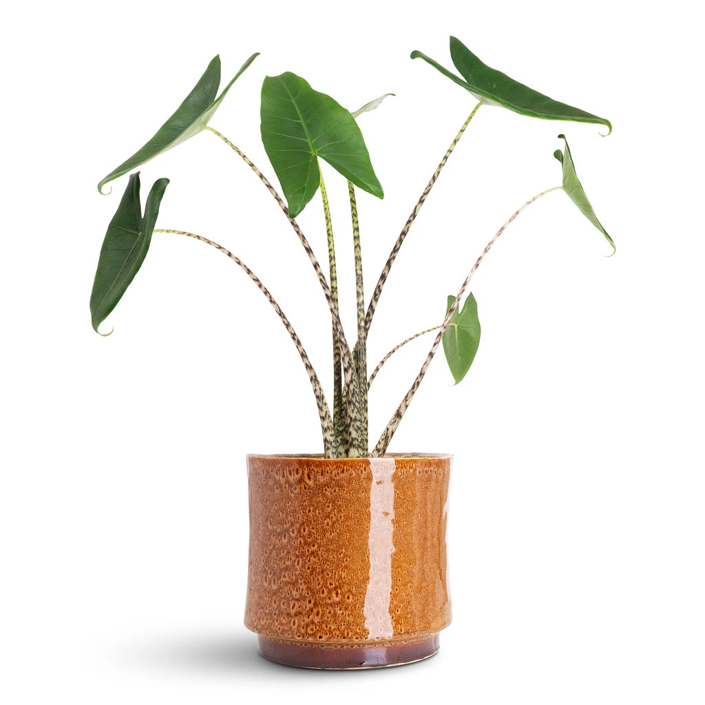 Nolan Plant Pot - Caramel 9 Nolan Plant Pot - Caramel - Image 7