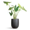 Alocasia Zebrina Tiger - Elephant Ear 1 Alocasia Zebrina Tiger - Elephant Ear -Plant Promotion Store Alocasia zebrina Tiger 32x130cm Grigio Tall Egg Pot Planter Anthracite Concrete 52x61cm