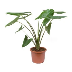 Alocasia Zebrina Tiger - Elephant Ear 39 Alocasia Zebrina Tiger - Elephant Ear -Plant Promotion Store Alocasia zebrina Tiger Elephant Ear 100cm