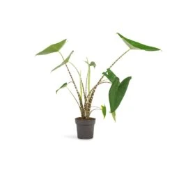Alocasia Zebrina Tiger - Elephant Ear 30 Alocasia Zebrina Tiger - Elephant Ear -Plant Promotion Store Alocasia zebrina Tiger Elephant Ear 13x45 1