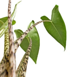 Alocasia Zebrina Tiger - Elephant Ear 27 Alocasia Zebrina Tiger - Elephant Ear -Plant Promotion Store Alocasia zebrina Tiger Elephant Ear 13x45cm SWATCH 2