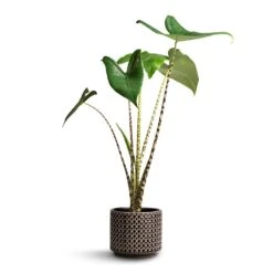 Alocasia Zebrina Tiger - Elephant Ear 40 Alocasia Zebrina Tiger - Elephant Ear -Plant Promotion Store Alocasia zebrina Tiger Elephant Ear 13x45cm Thies Plant Pot Anthracite 17x15cm 8992ca93 1eaa 4cec bcba 8d4c78c75f97