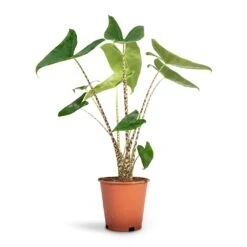 Alocasia Zebrina Tiger - Elephant Ear 31 Alocasia Zebrina Tiger - Elephant Ear -Plant Promotion Store Alocasia zebrina Tiger Elephant Ear 19x75 1