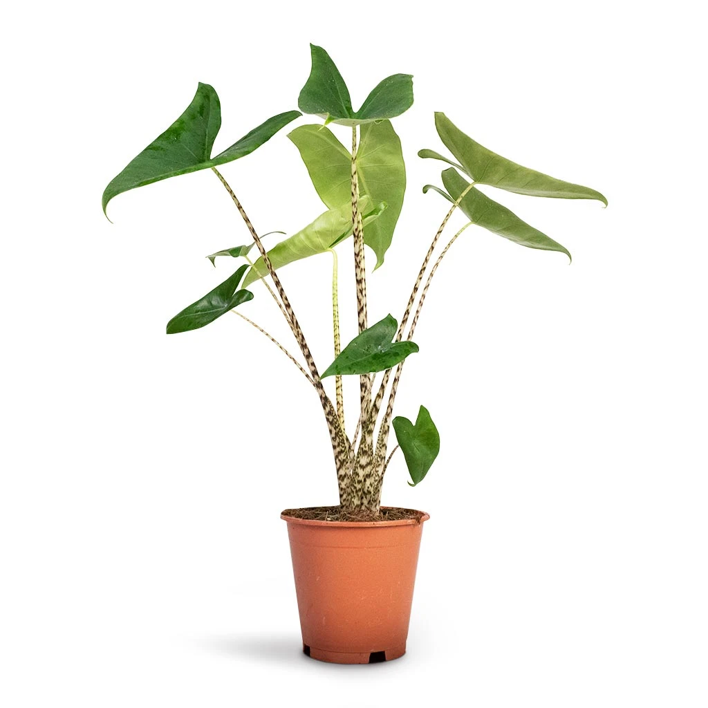Alocasia Zebrina Tiger - Elephant Ear 12 Alocasia Zebrina Tiger - Elephant Ear - Image 10