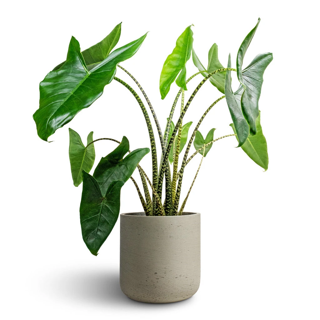 Charlie Plant Pot - Grey Washed 21 Charlie Plant Pot - Grey Washed - Image 19