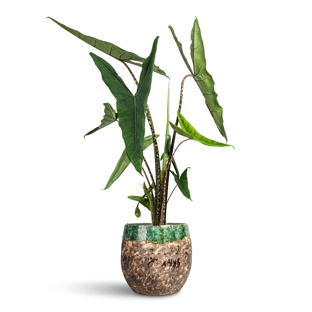 Lindy Plant Pot - Black Green 5 Lindy Plant Pot - Black Green - Image 3