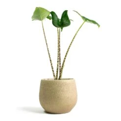 Ryan Plant Pot - Sand Gold -Plant Promotion Store Alocasia zebrina Tiger Elephant Ear Ryan Plant Pot Sand Gold