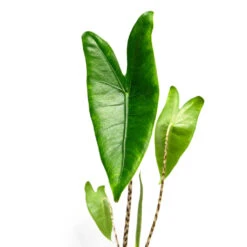 Alocasia Zebrina Tiger - Elephant Ear 29 Alocasia Zebrina Tiger - Elephant Ear -Plant Promotion Store AlocasiazebrinaTiger ElephantEar 1