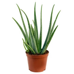 Aloe Vera 41 Aloe Vera -Plant Promotion Store Aloe Vera 70cm